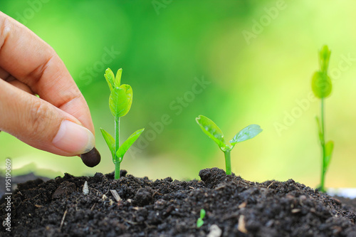 Seedlings are grown from the ground and Hand planting a seed in soil agriculture on natural green background, Growing plants concept