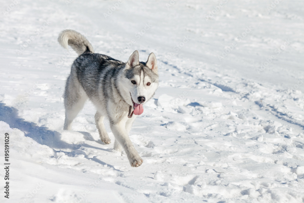 Cute husky dog on snow Cute husky dog on snow