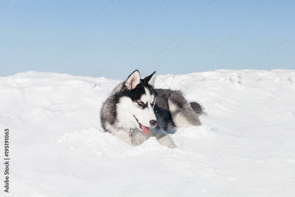 Cute husky dog on snow Cute husky dog on snow