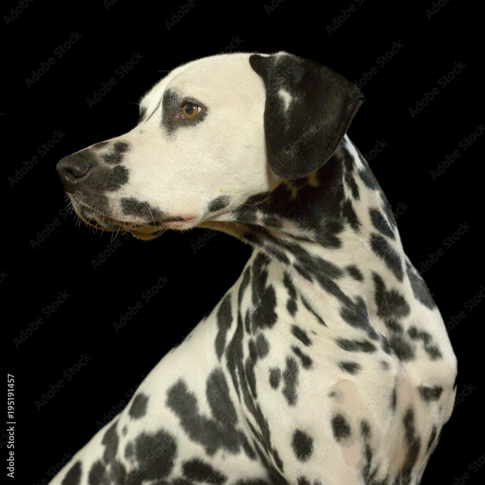 Dalmatiner im Fotostudio vor schwarzem Hintergrund, Blick zur Seite.