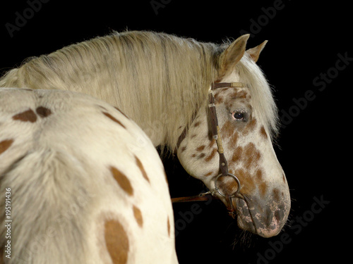 Weißes Pferd mit braunen Punkten im Fotostudio vor schwarzem Hintergrund. Aufgenommen von hinten mit Blick zur Seite.