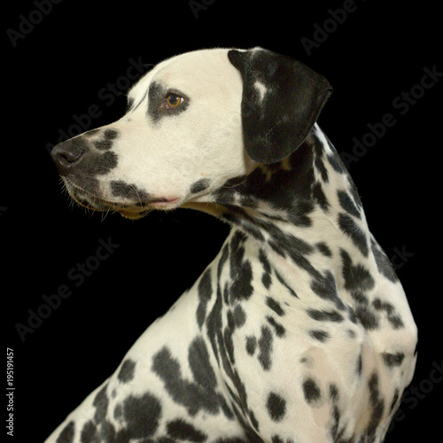 Dalmatiner im Fotostudio vor schwarzem Hintergrund  Blick zur Seite.