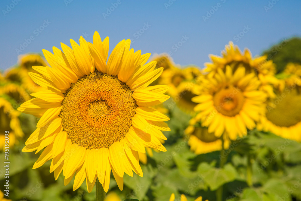 traumhafte gleichmäßige und große Sonnenblumen auf mediterranem Sonnenblumenfeld