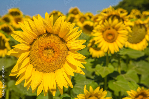 traumhafte gleichm    ige und gro  e Sonnenblumen auf mediterranem Sonnenblumenfeld