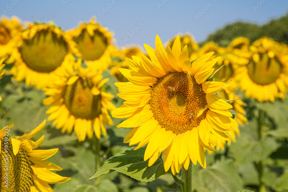 traumhafte gleichmäßige und große Sonnenblumen auf mediterranem Sonnenblumenfeld traumhafte gleichmäßige und große Sonnenblumen auf mediterranem Sonnenblumenfeld