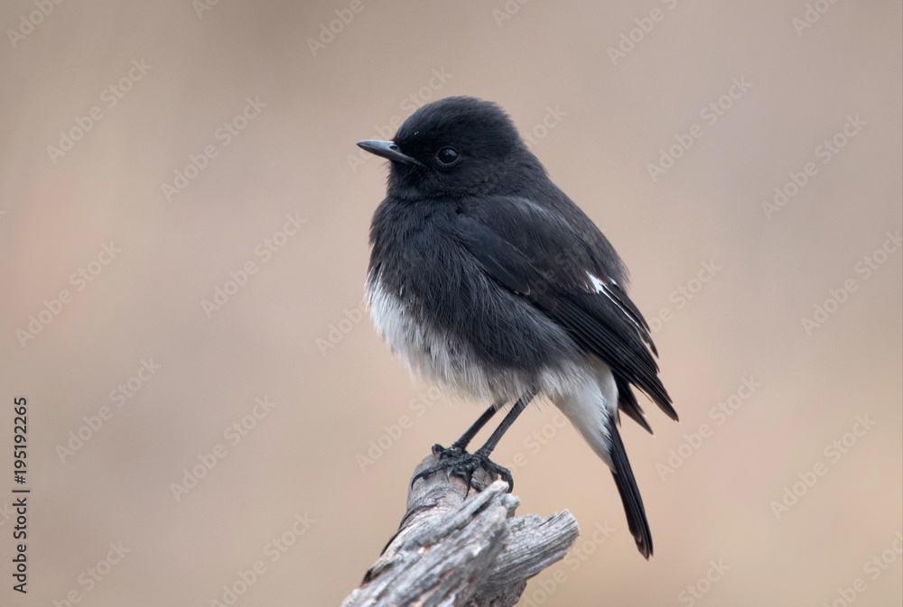 Fototapeta premium Pied Bushchat in Bharatpur
