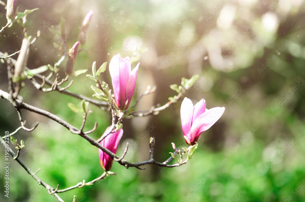 Blooming magnolia tree in the spring sun rays. Selective focus. Copy space. Easter, blossom spring, sunny woman day concept. Pink purple magnolia flowers. Blooming magnolia tree in the spring sun rays. Selective focus. Copy space. Easter, blossom spring, sunny woman day concept. Pink purple magnolia flowers.