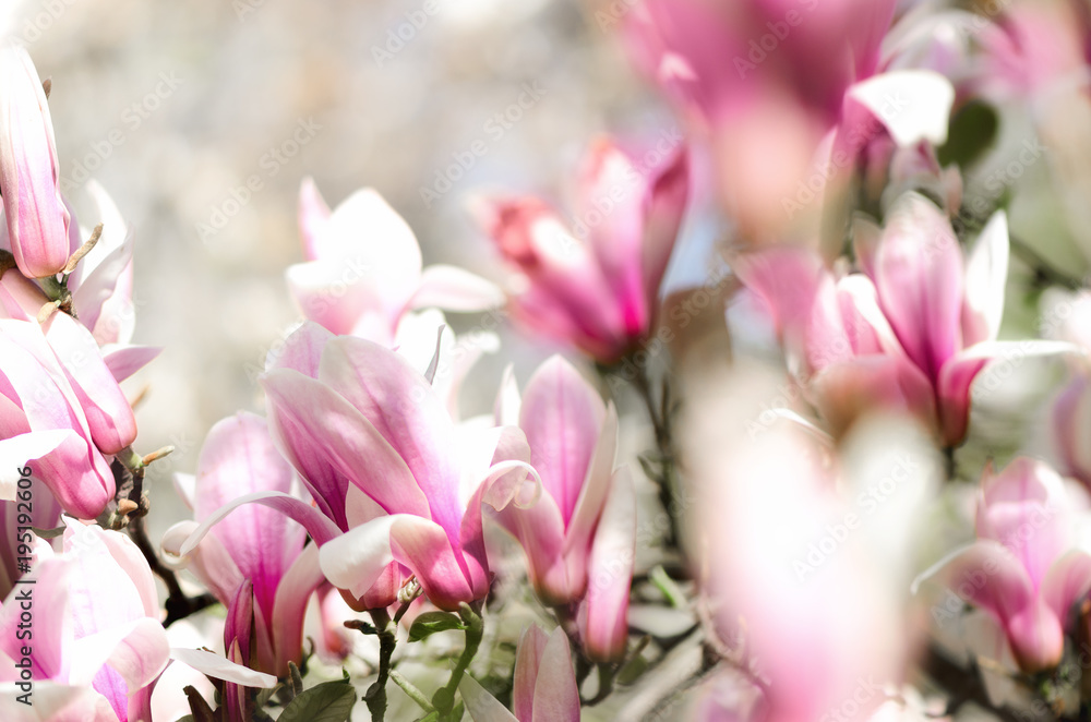 Blooming magnolia tree in the spring sun rays. Selective focus. Copy space. Easter, blossom spring, sunny woman day concept. Pink purple magnolia flowers. Blooming magnolia tree in the spring sun rays. Selective focus. Copy space. Easter, blossom spring, sunny woman day concept. Pink purple magnolia flowers.