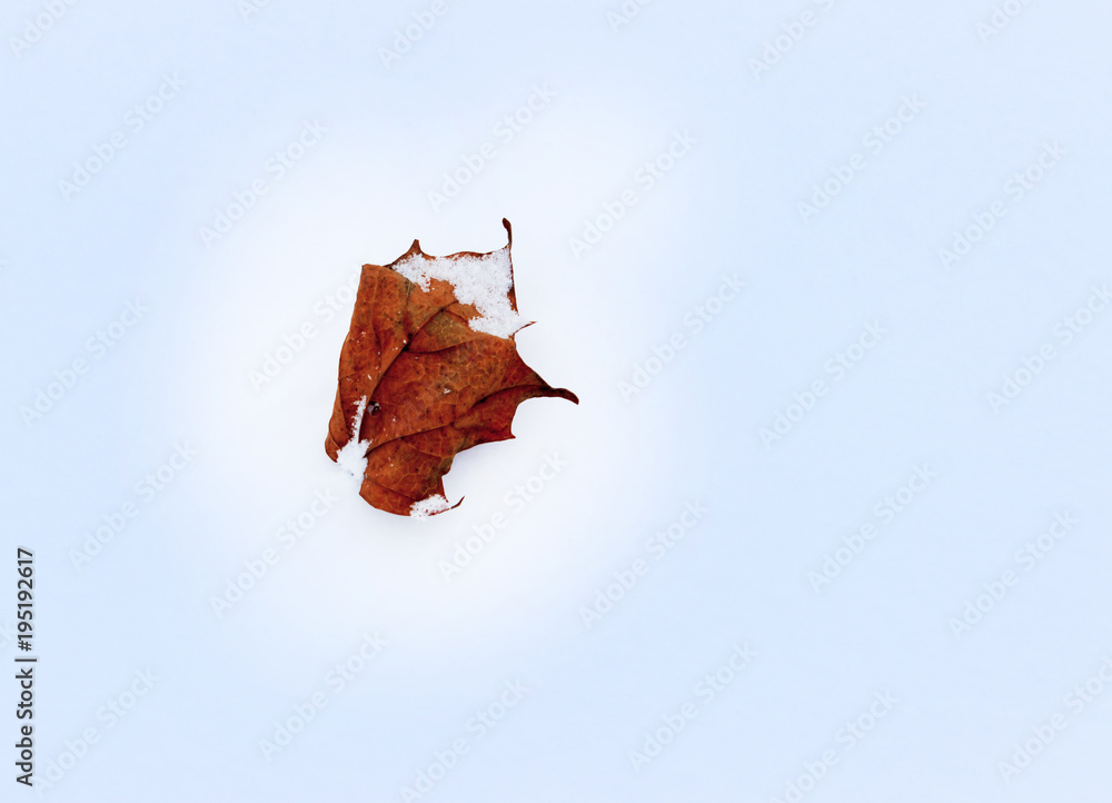 Winter, cold. Red maple leaf on snow in early winter Winter, cold. Red maple leaf on snow in early winter