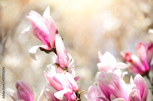Blooming magnolia tree in the spring sun rays. Selective focus. Copy space. Easter, blossom spring, sunny woman day concept. Pink purple magnolia flowers.