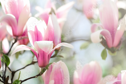 Blooming magnolia tree in the spring sun rays. Selective focus. Copy space. Easter, blossom spring, sunny woman day concept. Pink purple magnolia flowers. © jchizhe