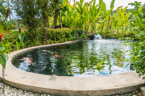 Obraz na plátně koi fish carps swimming in garden pond