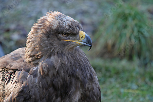 Steppenadler