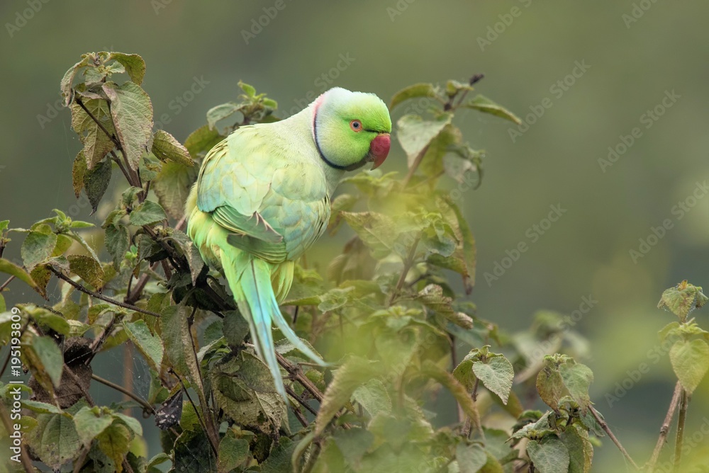 Fototapeta premium Rose-ringed Parakeet at Bharatpur
