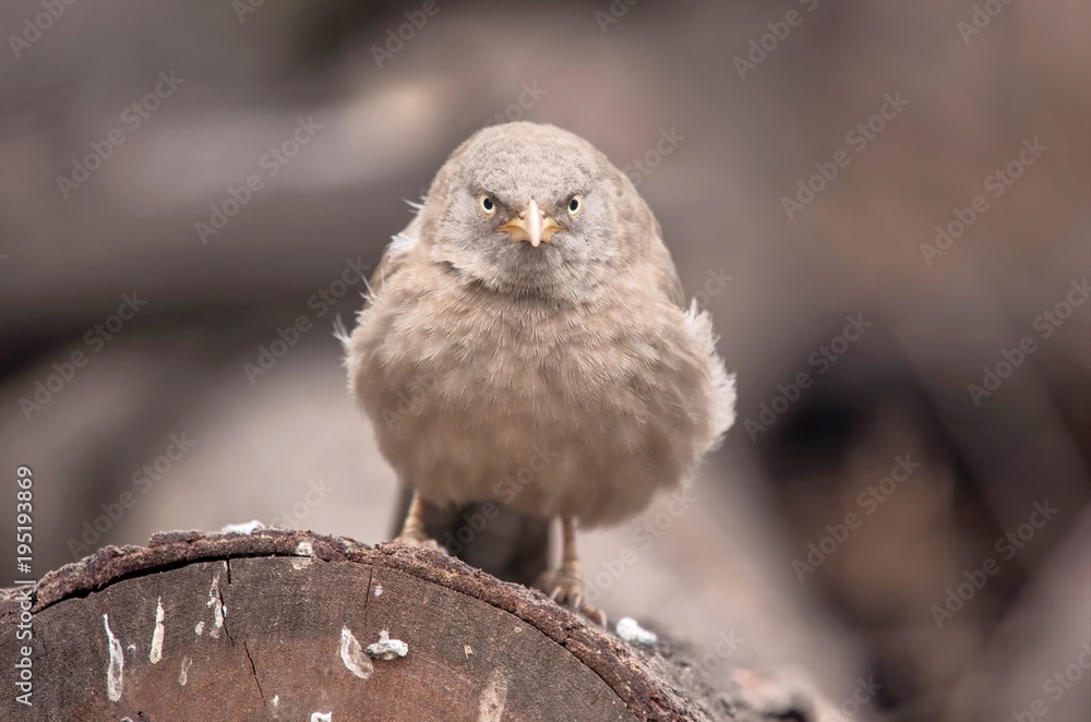 Fototapeta premium Jungle Babbler at Bharatpur