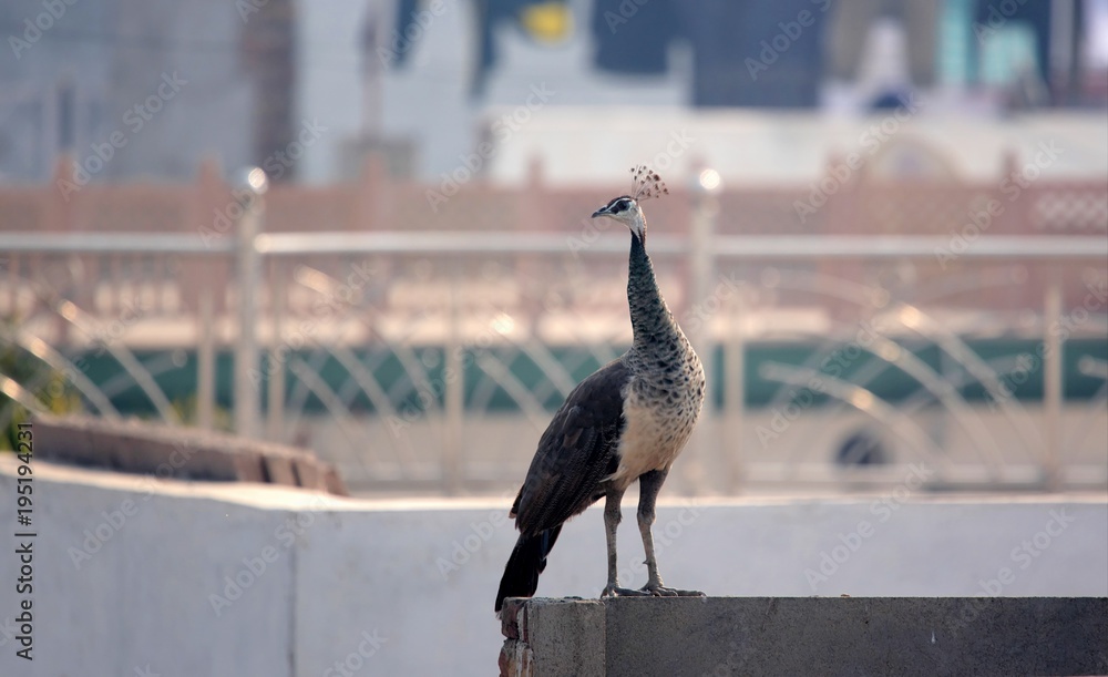 Fototapeta premium Peafowl on rooftop at Bharatpur