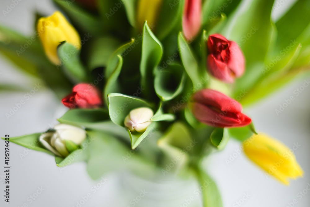 Tulip. bouquet of multicolored tulips on a light background Tulip. bouquet of multicolored tulips on a light background