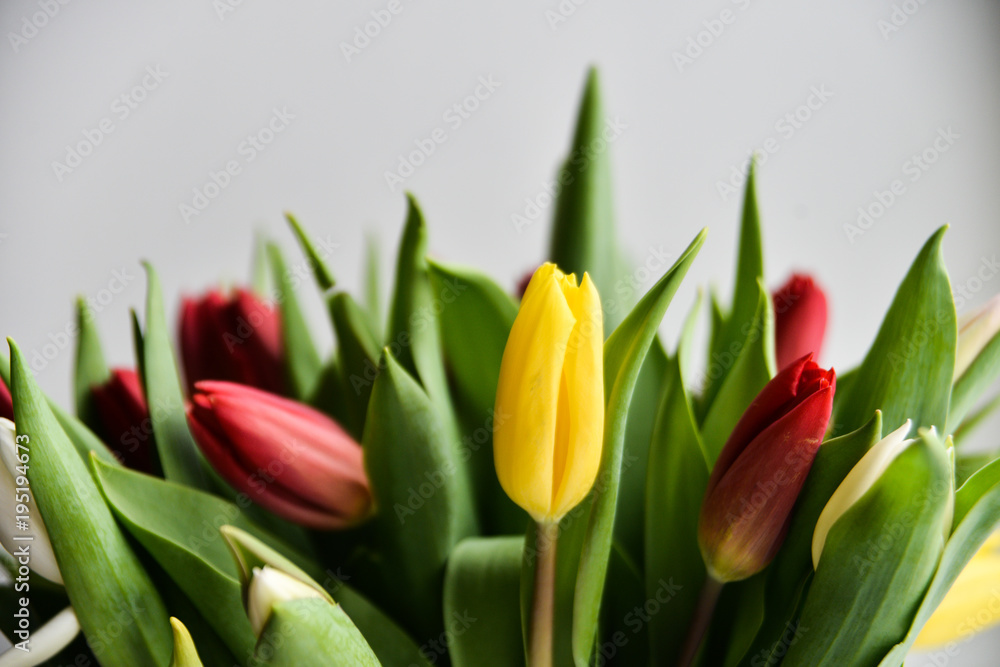Fototapeta premium Tulip. bouquet of multicolored tulips on a light background