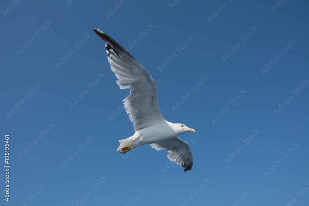 Obraz premium Seagull