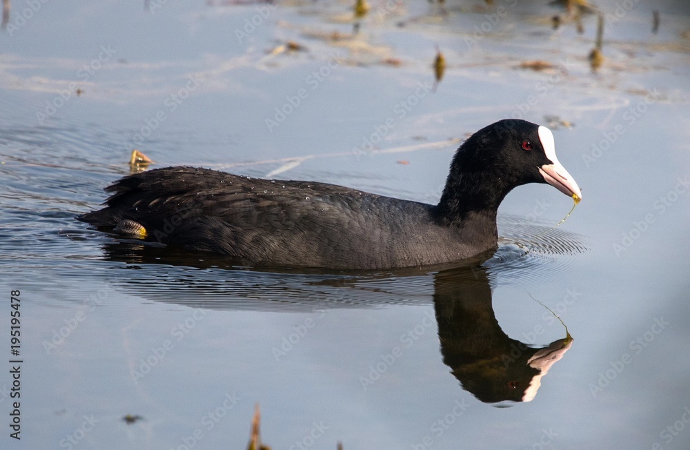 Fototapeta premium Common Coot