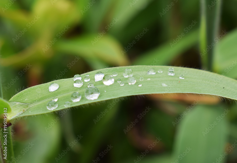 the morning drops on the vegetation the morning drops on the vegetation