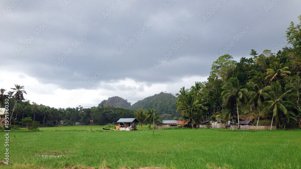 rice field and tiny house in Bohol, Philippines rice field and tiny house in Bohol, Philippines