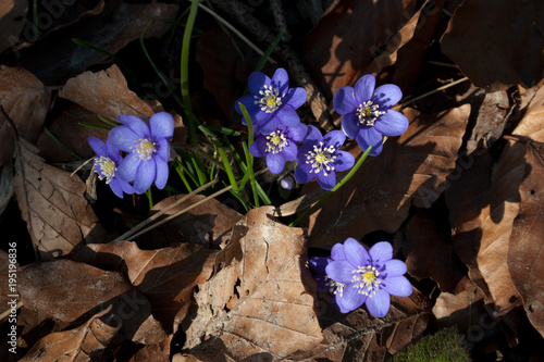 Buschwindröschen am Waldrand