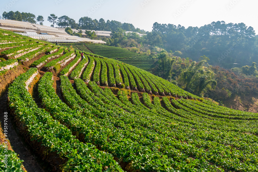 Strawberry field at Doi Angkhang mountain in Chiang Mai, Thailand.