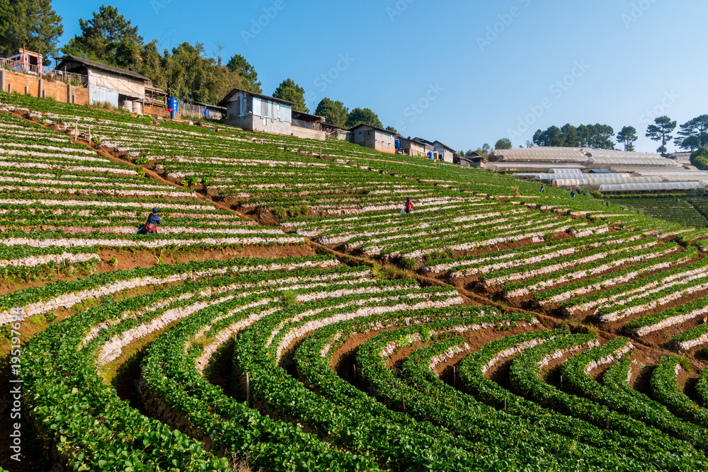 Strawberry field at Doi Angkhang mountain in Chiang Mai, Thailand.