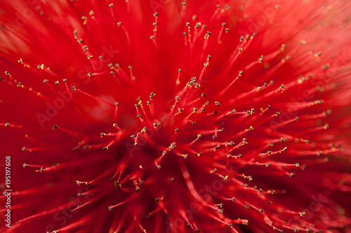 Blüte des Puderquastenstrauch