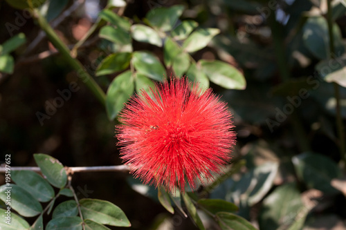 Blüte des Puderquastenstrauch