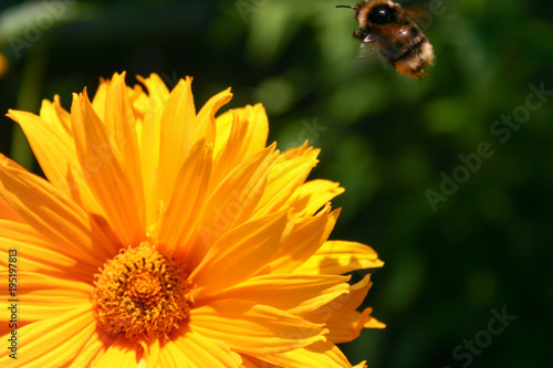 Hummel fliegt Ringelblume an