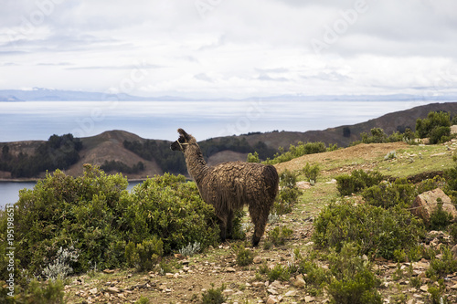Isla del Sol on lake Titica...
