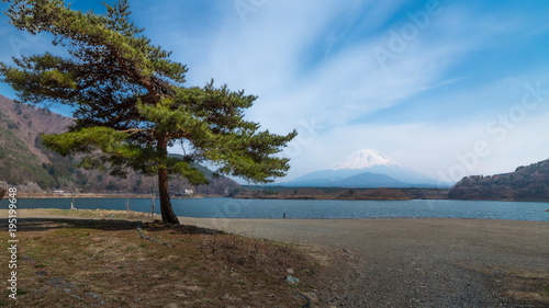 Fototapeta Naklejka Na Ścianę i Meble -  A pine tree with Motosu lake and Mount Fuji in background under blue cloud sky, Japan