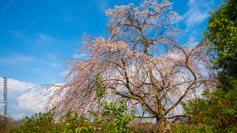 A tall giant old cherry blossum tree in the park in Kyoto under clear blue sky A tall giant old cherry blossum tree in the park in Kyoto under clear blue sky