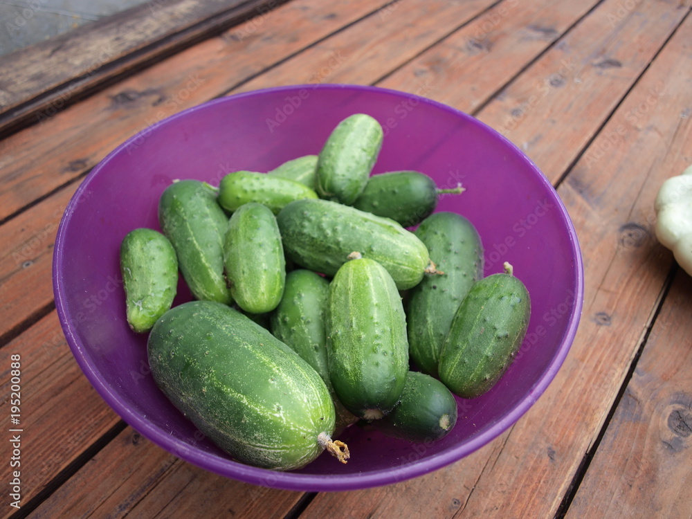 Green cucumbers arranged in the sun on the wooden terrace next to the garden. theT͟Hē,T͟Hə the – definicje przedimek denoting one or more people or things already mentioned or assumed to be common kno - obrazy, fototapety, plakaty 
