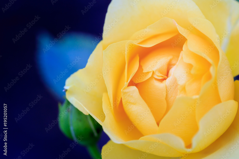 yellow rose close up yellow rose close up