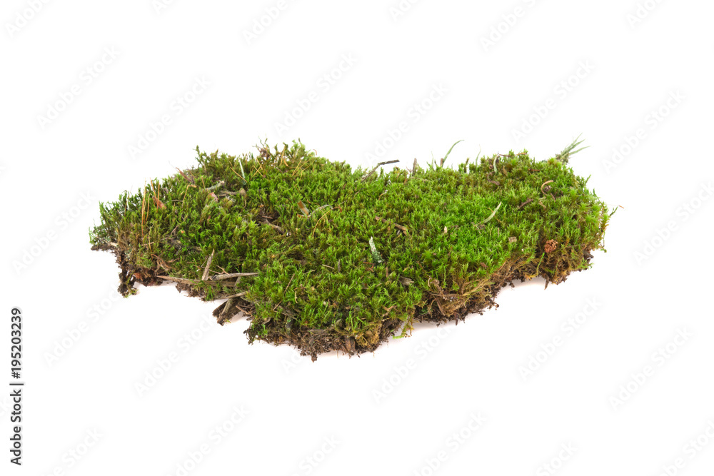 moss isolated on white background moss isolated on white background