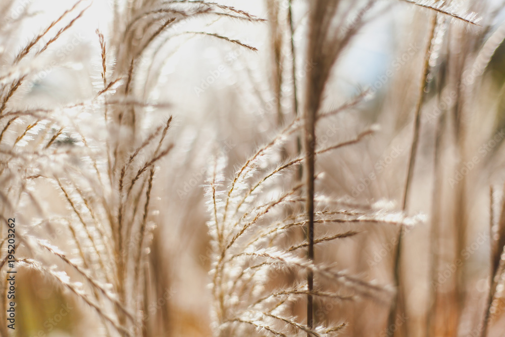 Fototapeta premium Spikelets on blurry background