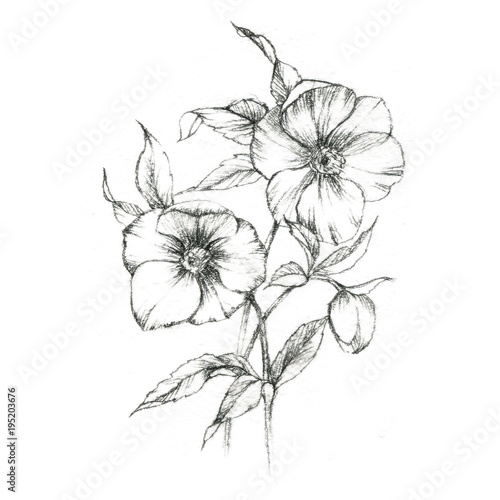 Hand drawn pencil flowers. Floral illustration isolated on the white background