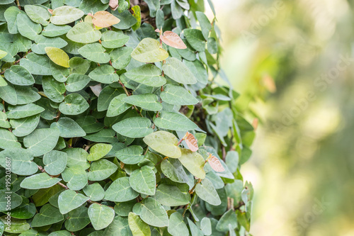 Ornamental plants, Creeping fig vine.