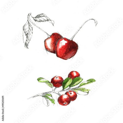 Hand-drawn watercolor illustration of the ripe cherry and cranberry isolated on the white background