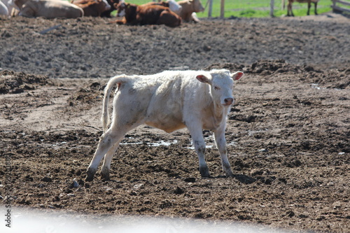 Little white cow standing in a holding/transfer prn. 