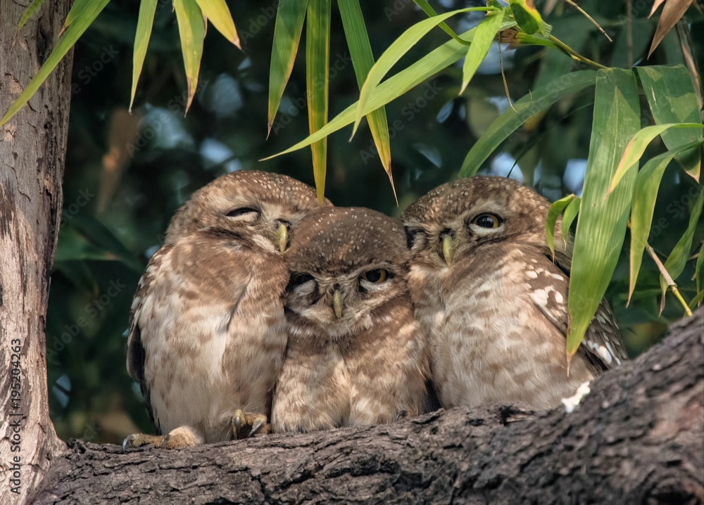 Fototapeta premium Cute Spotted Owlet family sitting cozyly together to escape the cold.
