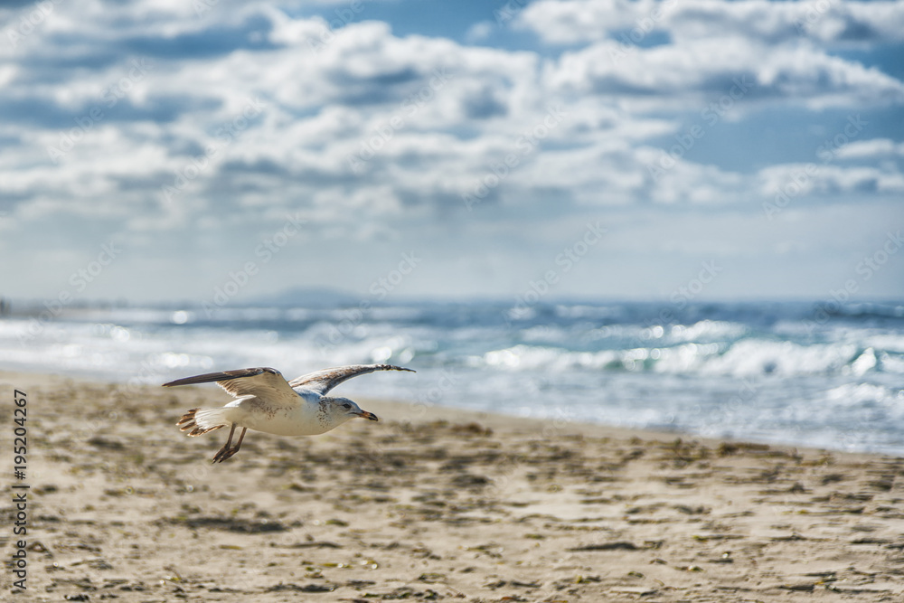 Fototapeta premium Flying seagulls in the blue sky close-up.