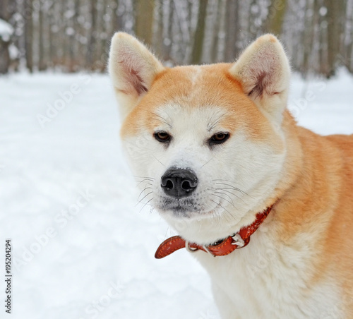 Head of the dog in the winter