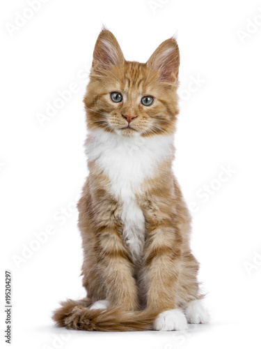 Curious red white maine coon kitten sitting isolated on white background