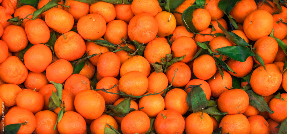 Citrus fruit background. Fresh Tangerines (mandarines, clementines, citrus oranges)  with green leaves. Wallpaper, poster.