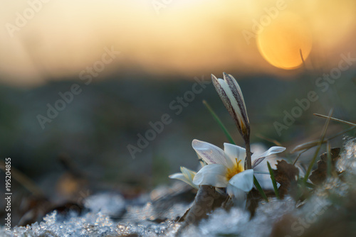 Snowdrops. Spring. Sunset.