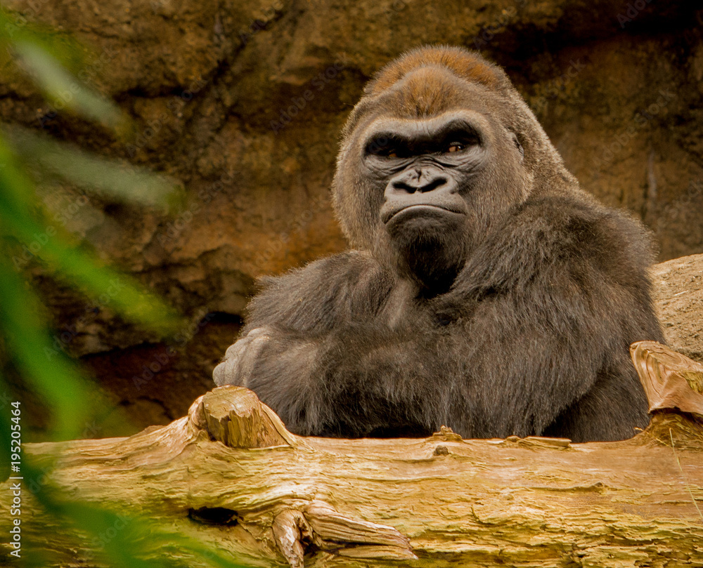 Fototapeta premium Zoo Gorilla